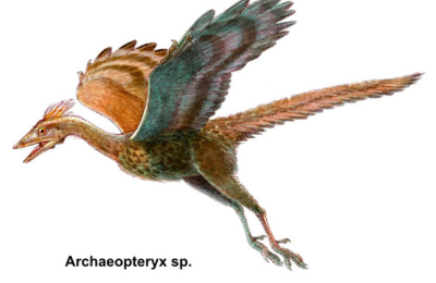 Prodigios emplumados: Las aves