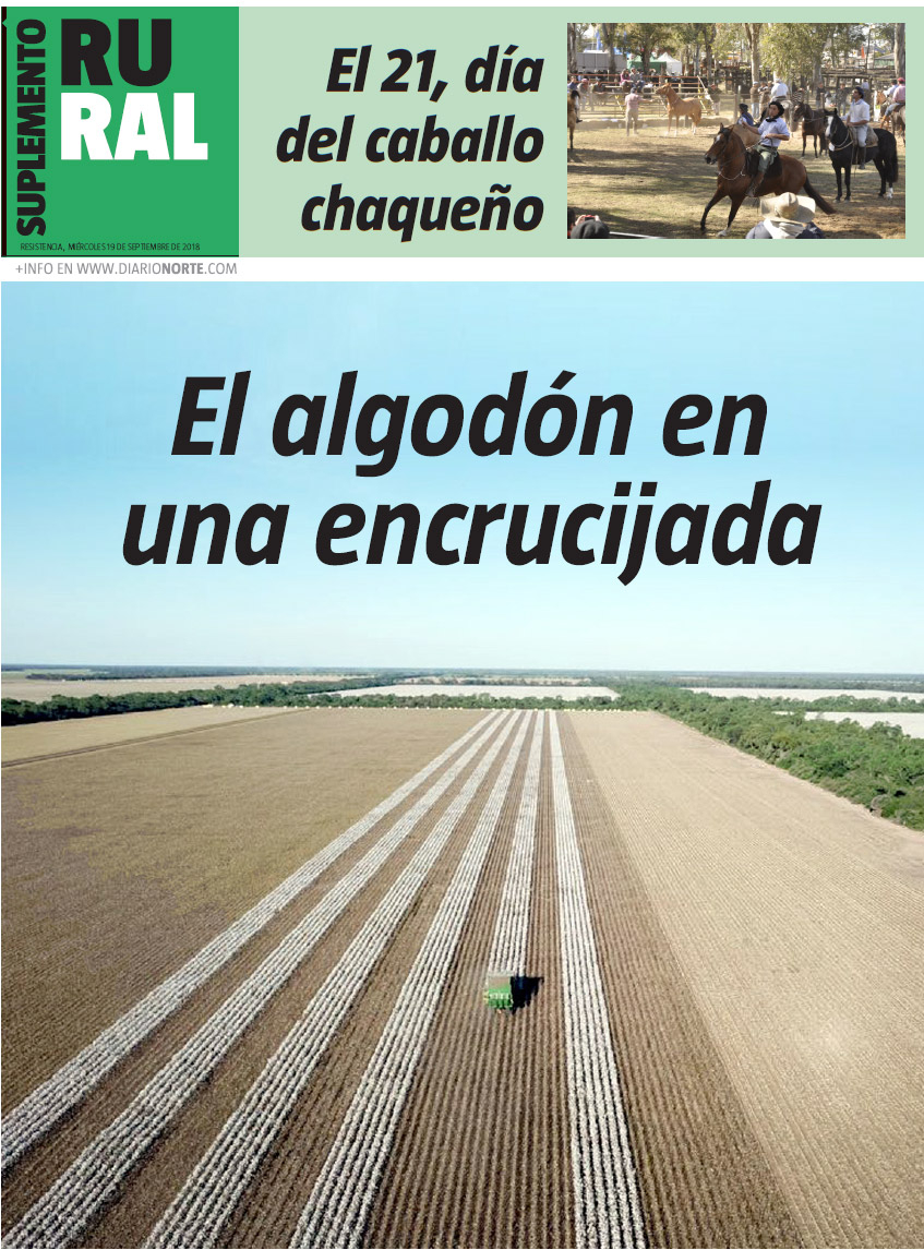 El algodón en una encrucijada