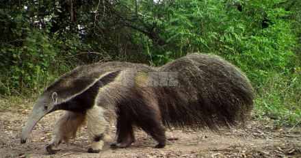 camara trampa2.jpg