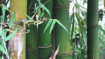 El bambú