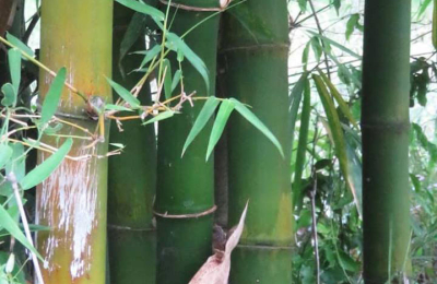 El bambú