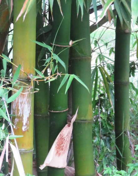 bambu.jpg