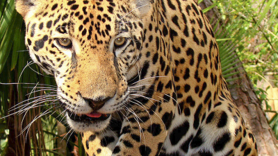 Declararon el 29 de noviembre como Día Mundial del yaguareté