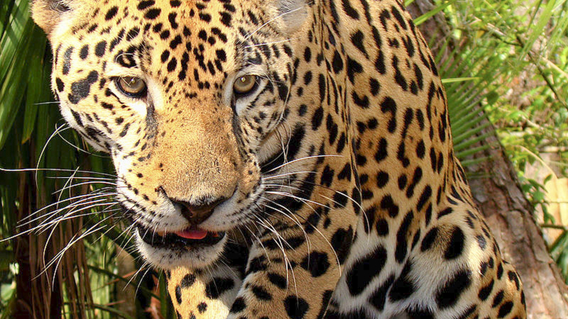 Declararon el 29 de noviembre como Día Mundial del yaguareté