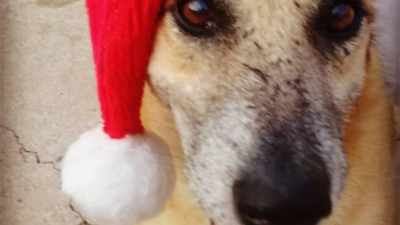 Sorteo especial de Huellas Caninas