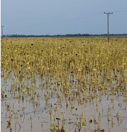 GIRASOLTORNADO.JPG