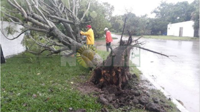 Más de 70 milímetros y caída de árboles en Margarita Belén