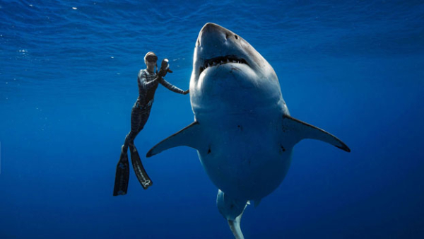 <p>Deep Blue fue vista a 30 kilómetros de la costa de Oahu (Hawaii), mientras devoraba los restos de un cachalote.</p>
<p>"<strong>Serena y elegante, se desplazó alrededor nuestro. Durante horas nadamos juntos en la corriente del mar</strong>", escribió la fotógrafa Kimberly Jeffries, emocionada por su experiencia.</p>