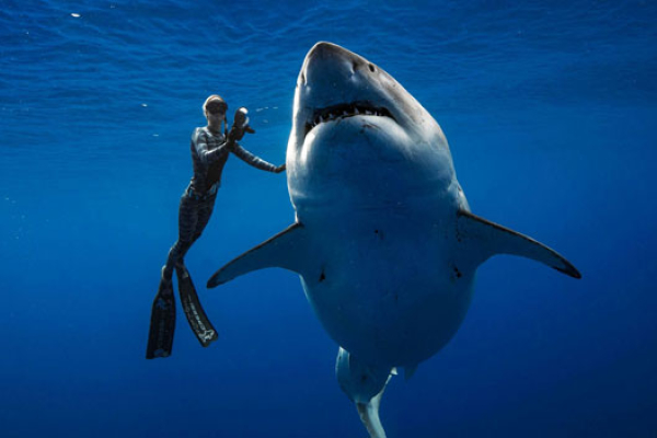 Registraron nuevas fotos de Deep Blue, el tiburón blanco hembra más grande del mundo