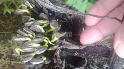 Solo en girasol, el Chaco perdería más de mil millones de pesos