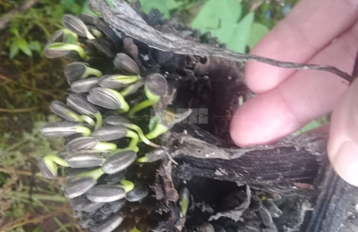 Solo en girasol, el Chaco perdería más de mil millones de pesos
