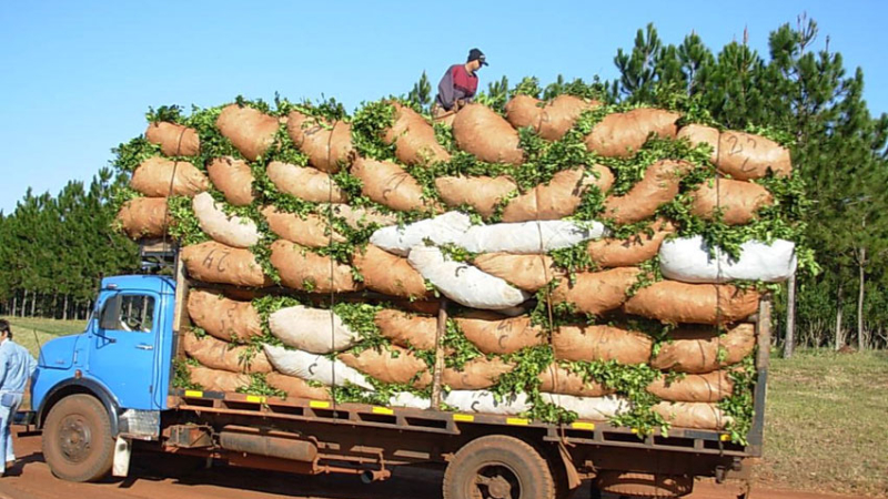 El sector yerbatero vive un “boom” en el consumo interno y la exportación