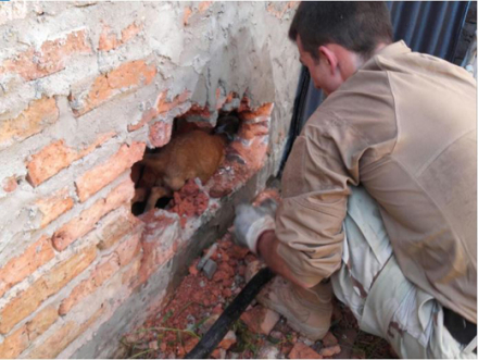 perro rescatado 2.JPG