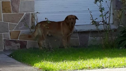 perro abandonado 2.jpg