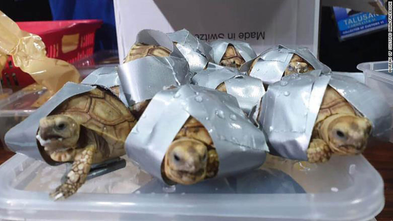Filipinas: llevaban más de 1500 tortugas vivas en valijas