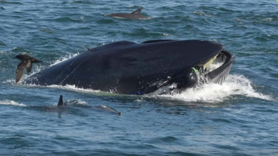 Sudáfrica: ballena se tragó a un buzo y lo escupió vivo en una playa