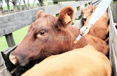 La ganadería chaqueña exhibe hoy un gran potencial para seguir creciendo