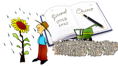Preparando la agenda del girasol
