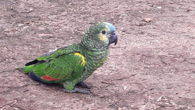 Devuelven ejemplares de loro hablador a su hábitat natural