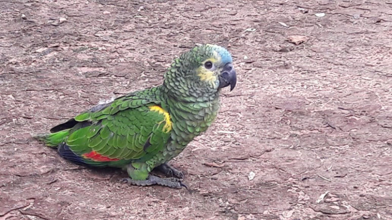 Devuelven ejemplares de loro hablador a su hábitat natural