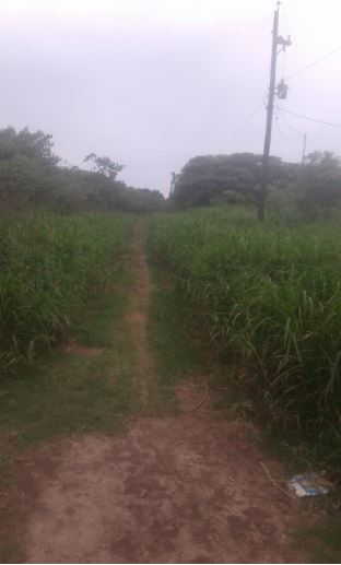 camino Isla del Cerrito.JPG
