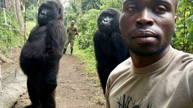 El selfie que se hizo viral de las gorilas del Parque Nacional Virunga