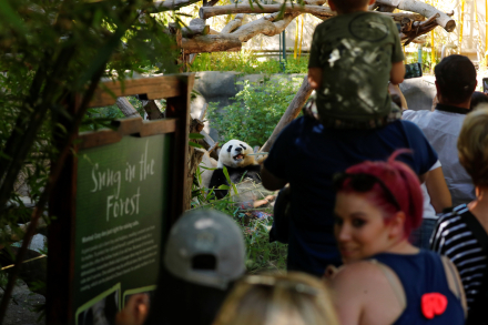 pandas 2.jpg