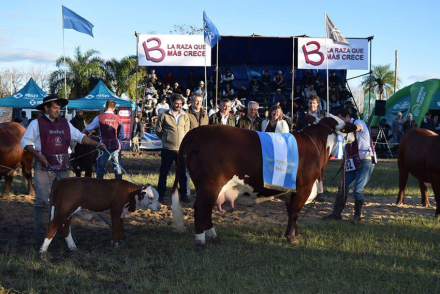 GRAN-CAMPEONA-BRAFORD-2017.jpg