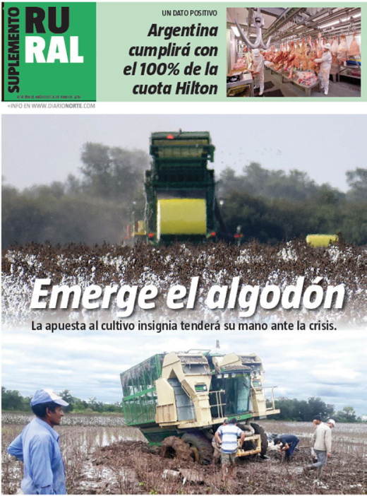 Emerge el algodón