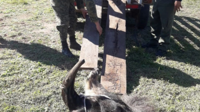 Capturaron un oso hormiguero en una vivienda de Los Frentones