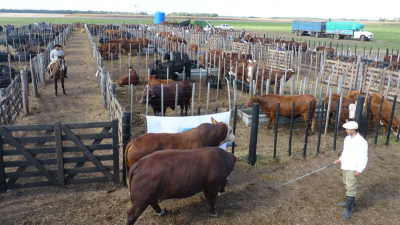 Reproductores de élite de Cabañas Chaqueñas para el remate de Agronea