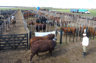 Reproductores de élite de Cabañas Chaqueñas para el remate de Agronea