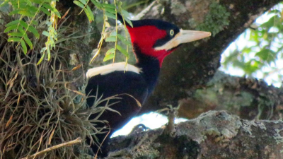 Los pájaros carpinteros
