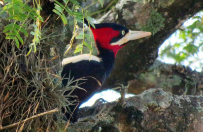 Los pájaros carpinteros