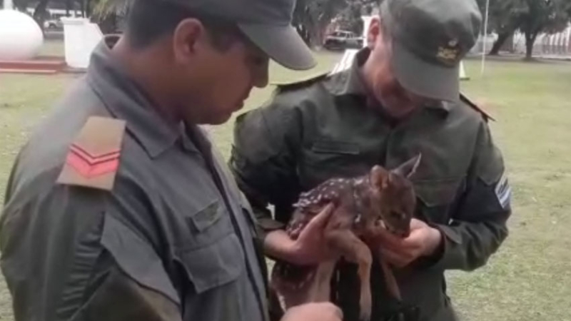 Gendarmes asistieron a una cría de guazuncho