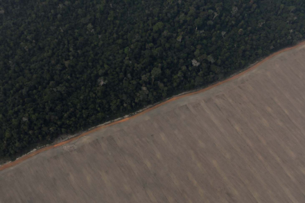 deforesta.jpg