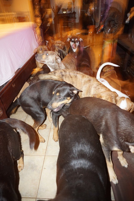 perro2.jpg