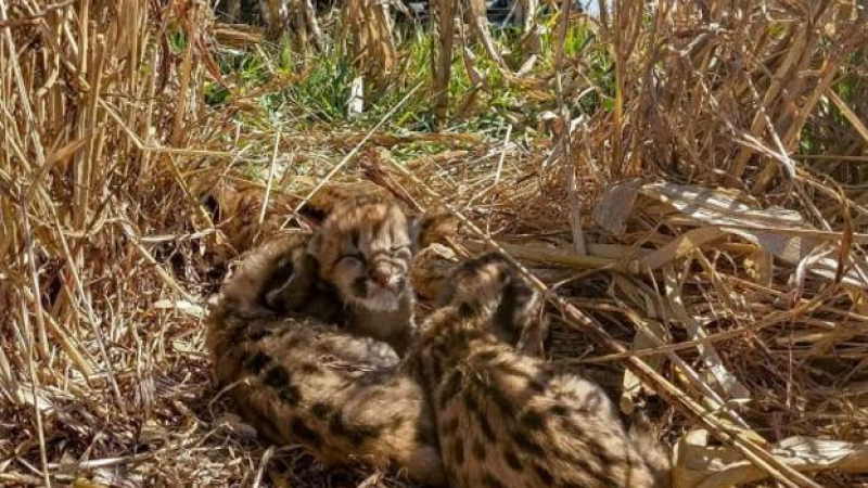 Un productor encontró crías de puma mientras pasaba la cosechadora