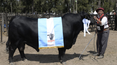Los campeones machos deslumbraron en Expobra 2019