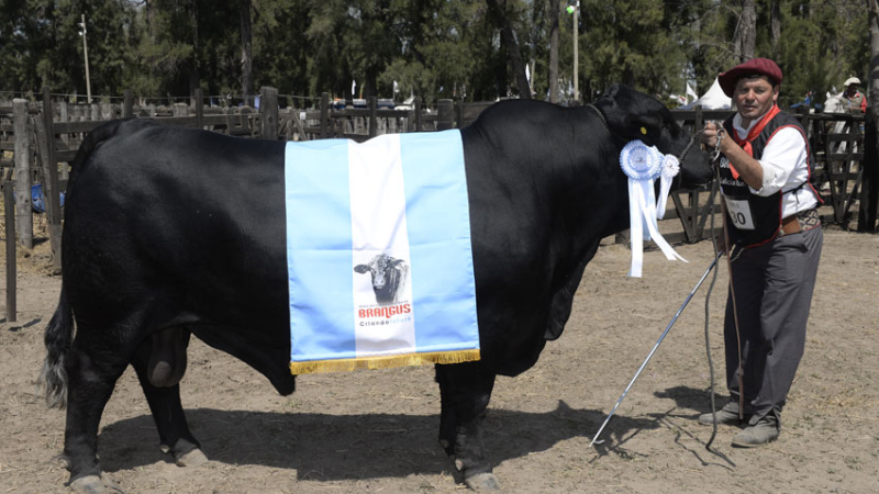 Los campeones machos deslumbraron en Expobra 2019