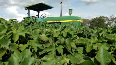 Doscientos productores siembran el 85% de la superficie de algodón