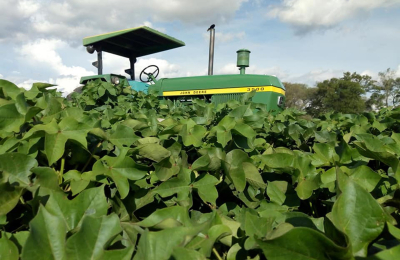 Doscientos productores siembran el 85% de la superficie de algodón