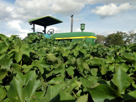 algodon el tractor.jpg