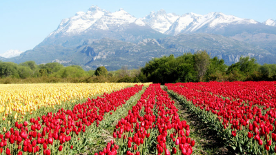 El magnífico despertar de la primavera en el sur argentino