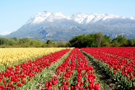 Campo-de-Tulipanes-03.jpg