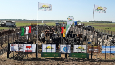 Agronea Ganadera: un aporte diferente al negocio del sector en el norte argentino