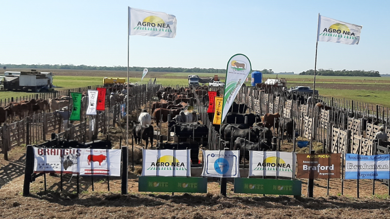 Agronea Ganadera: un aporte diferente al negocio del sector en el norte argentino