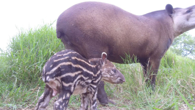 Nacieron gemelos de Tapir en el zoológico de Sáenz Peña ?