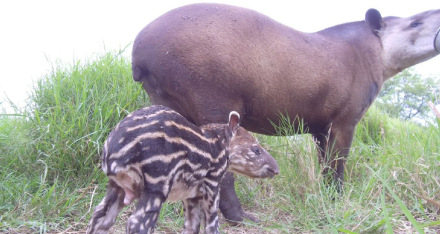 tapir.JPG