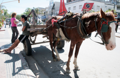 Sustitución de tracción a sangre: todo lo que tenés que saber sobre la consulta popular vinculante